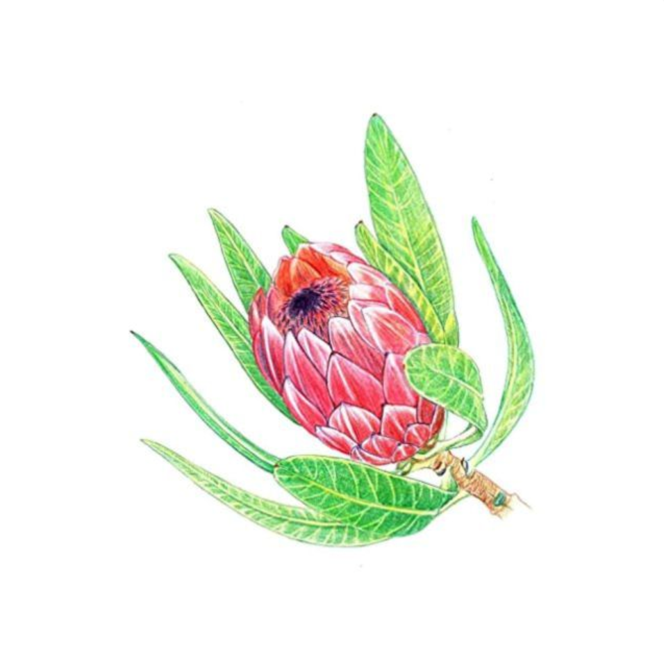 Tombow Irojiten Colored Pencil Dictionary - 30 Color Set - Rainforest